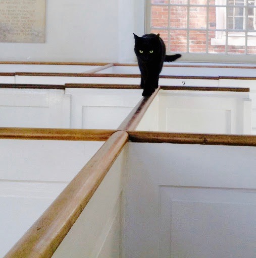 Black cat walking
